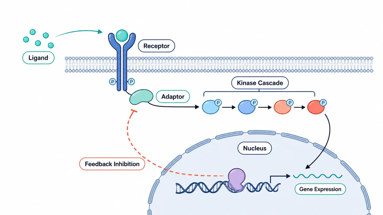 Biological Pathway Generator