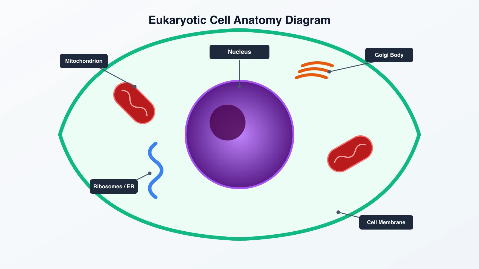 Eukaryontischer Zellquerschnitt mit englischen Bezeichnungen für Kern, Mitochondrien, endoplasmatisches Retikulum, Golgi-Apparat und Membran