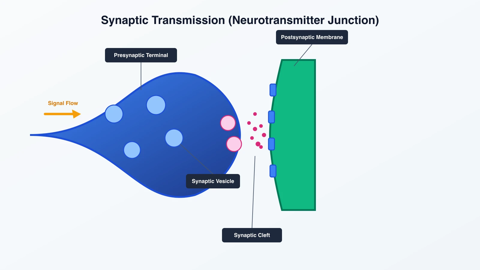 Abbildung einer neuronalen Synapse mit englischen Beschriftungen für Axonterminal, Vesikel, synaptischer Spalt, Rezeptor und Signalfluss
