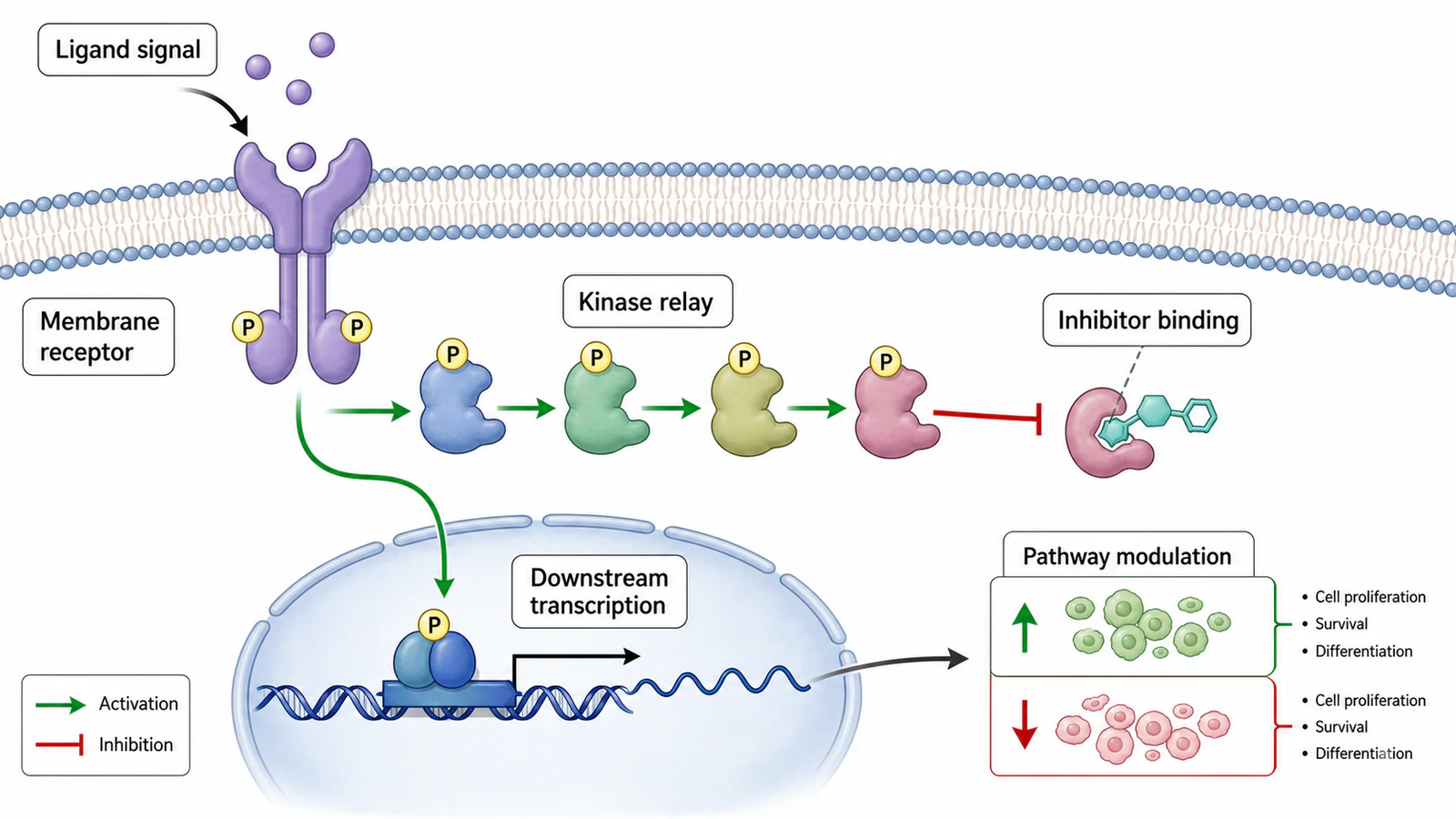 Konzeptionelle medizinische Illustration des Kinase-Signalwegs mit englischen Beschriftungen für Rezeptor, Kinase-Relay, Inhibitorbindung und Transkription