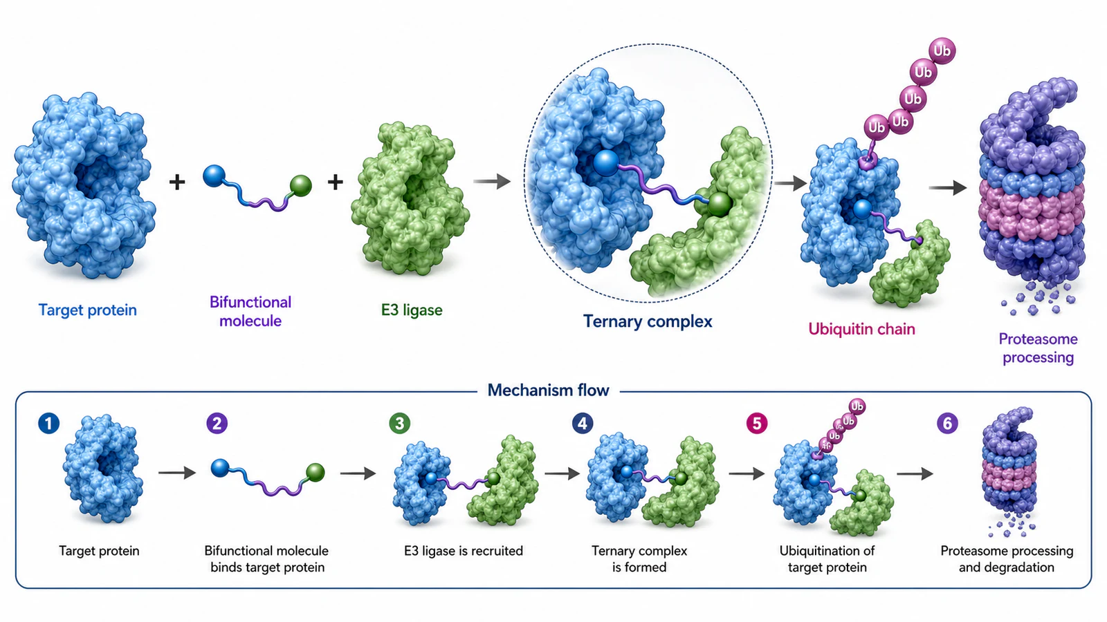 Konzeptionelle medizinische Illustration zum gezielten Proteinabbau mit englischen Beschriftungen für Zielprotein, E3-Ligase, Ubiquitin und Proteasom