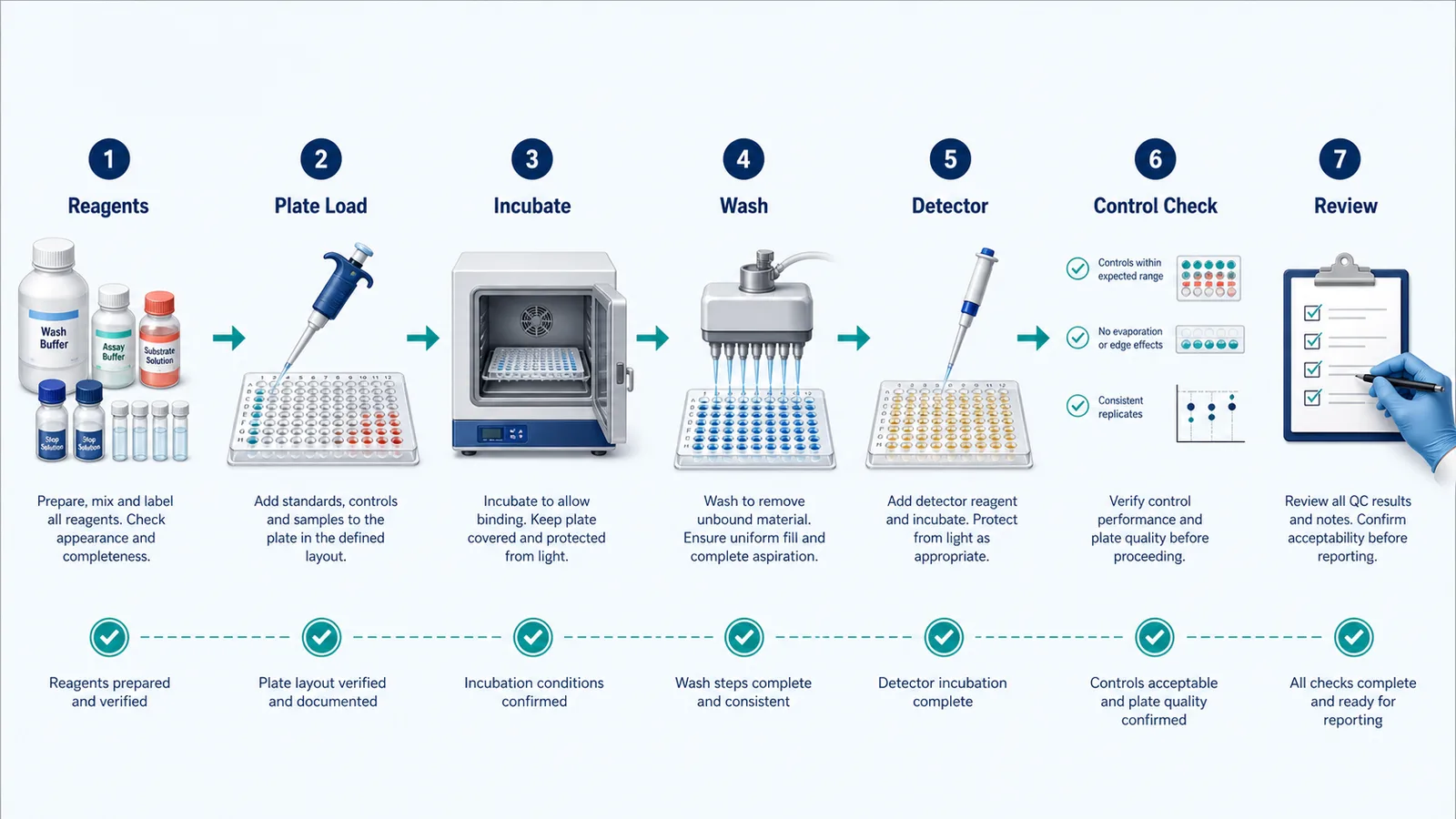 ELISA-Qualitätskontroll-Workflow mit Reagenzien, Plattenbeladung, Inkubation, Waschen, Detektor, Kontrollprüfung und Überprüfung