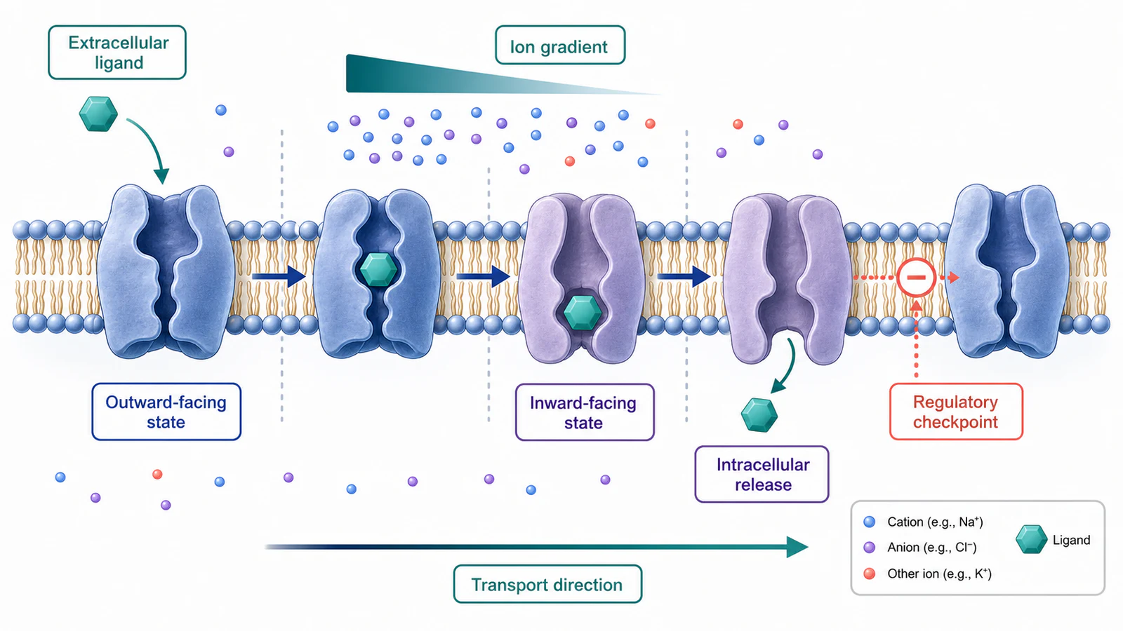 Membrantransportmechanismus mit englischen Bezeichnungen für extrazellulären Liganden, Transporterzustand, Ionengradient, Freisetzung und Regulierung