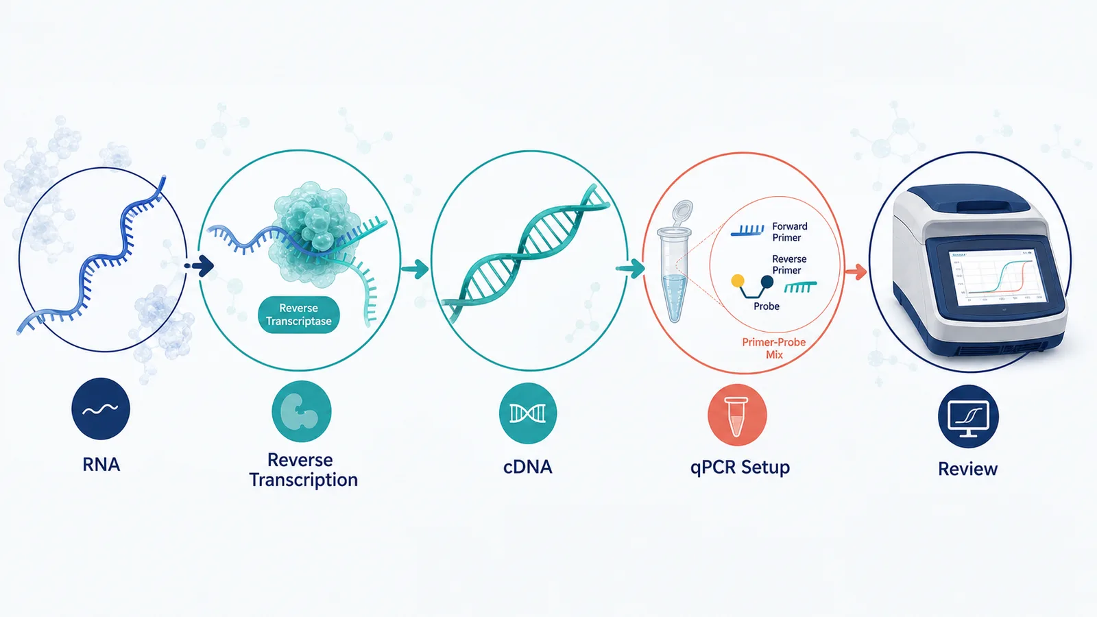 Diagrama de flujo de trabajo de RT-qPCR con etiquetas en inglés para ARN, transcripción inversa, ADNc, configuración de qPCR, mezcla de cebador y sonda y revisión