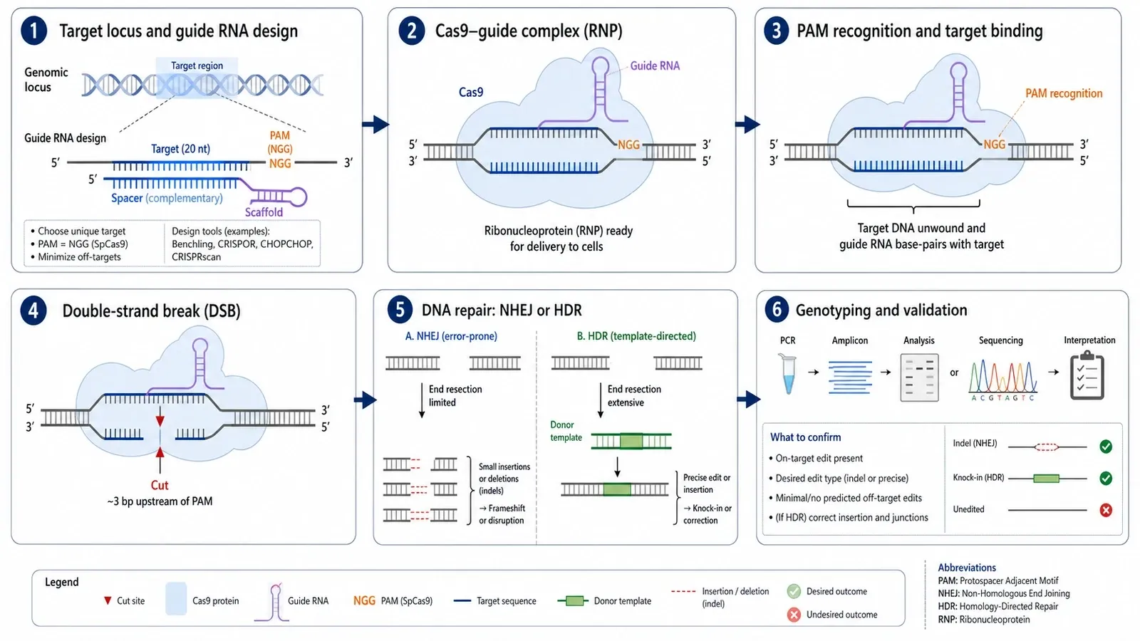 CRISPR-Workflow, wissenschaftlicher Abbildungsentwurf