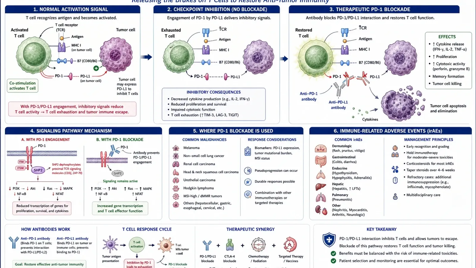 Wissenschaftlicher Abbildungsentwurf zum PD-1-Blockademechanismus
