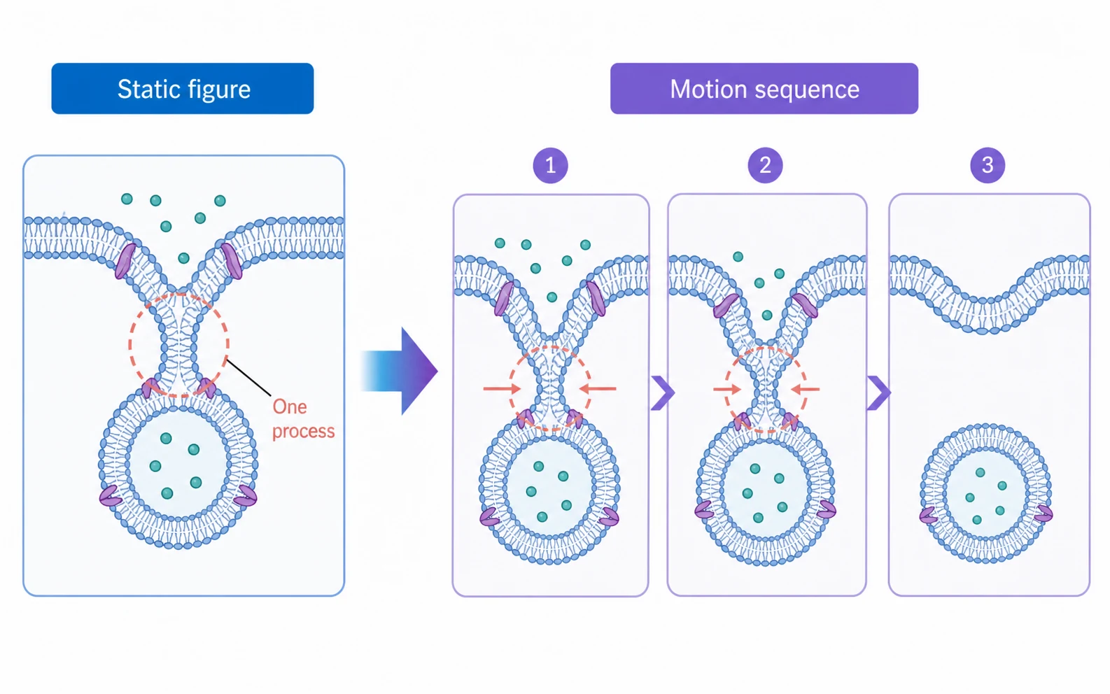 A scientific figure changing from a static diagram into a short motion sequence